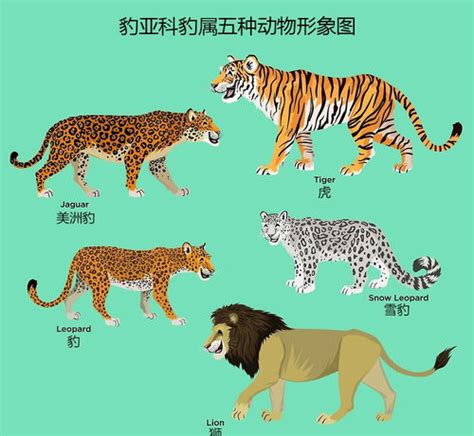 五行拳学五种动物 台灣自有品牌有哪些